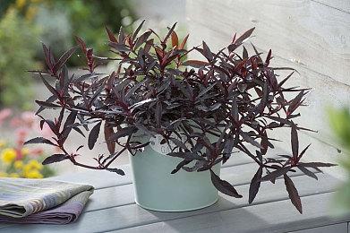 《暗黑破坏神4》将每三个月推出一次重大季度更新